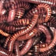 tiger worms for sale
