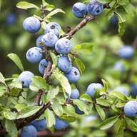 sloe for sale