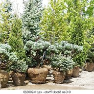 ornamental pine trees for sale