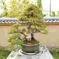 outdoor bonsai for sale