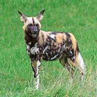 painted dogs for sale