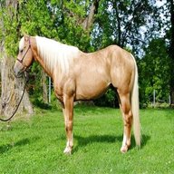 palomino for sale
