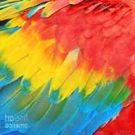 parrot feathers for sale