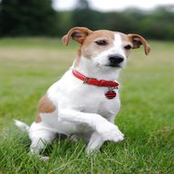 parson russell terrier for sale
