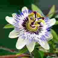 passion flower for sale