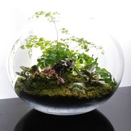 bowl terrarium for sale