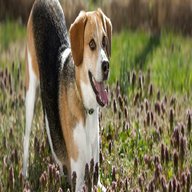 hunting beagles for sale