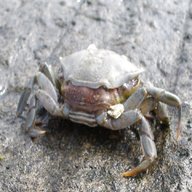 peeler crab for sale