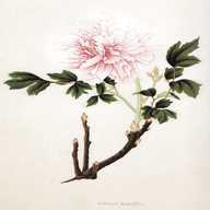 botanical illustration for sale