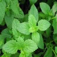 peppermint plant for sale