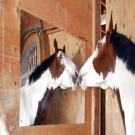 horse mirror for sale