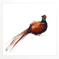 pheasant prints for sale