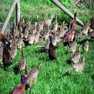 pheasant rearing for sale