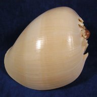 large sea shells for sale