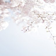 cherry blossom wallpaper for sale