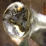 horse hoof for sale