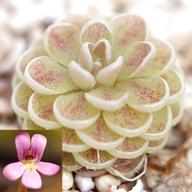 pinguicula for sale