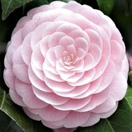 camellia for sale