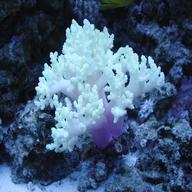 leather coral for sale
