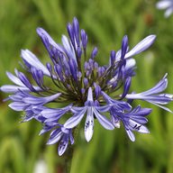 agapanthus for sale