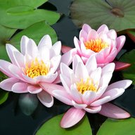 water lily plants for sale