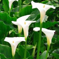 arum lilies for sale