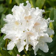 white rhododendron for sale