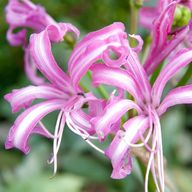 nerine for sale