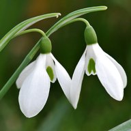 snowdrop picture for sale