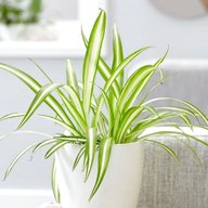 spider plant for sale