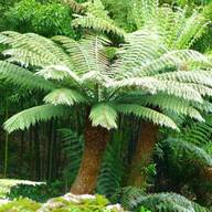 tree fern for sale