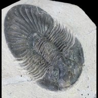 trilobite fossil for sale