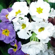 polyanthus for sale