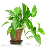 potted house plants for sale