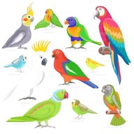 tropical birds for sale