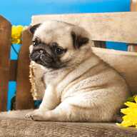 lovely pug puppy for sale