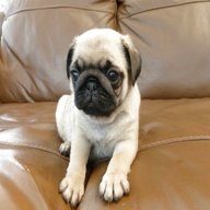 pug puppy girl for sale