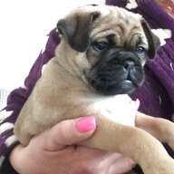 pug x puppies for sale