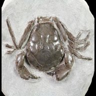 fossil crab for sale