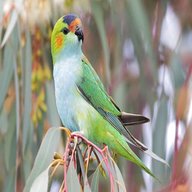 australian parrots for sale