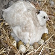 quail breeding for sale