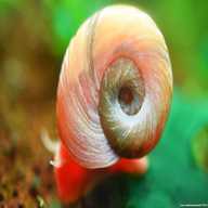 ramshorn snail for sale