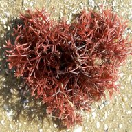 red algae for sale