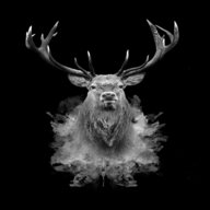 white stag head for sale