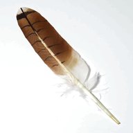 hawk feathers for sale