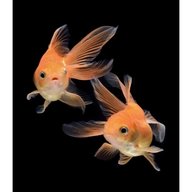 fantail fish for sale