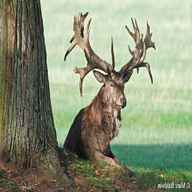 red stag antlers for sale