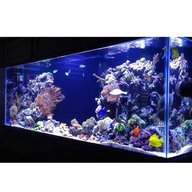 reef aquarium tank for sale
