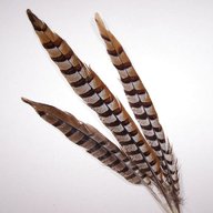 pheasant tail feathers for sale