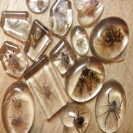 insects resin for sale